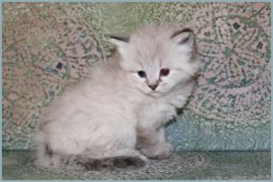 Female Siberian Kitten from Deedlebug Siberian